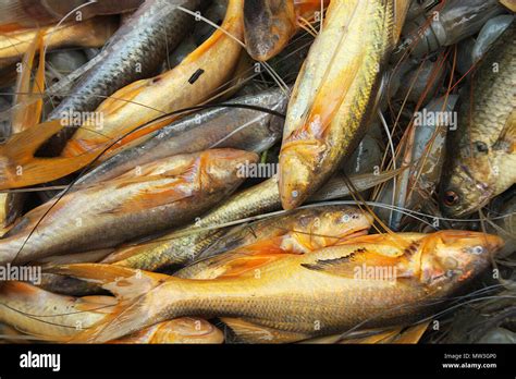 FISH OF BANGLADESH .